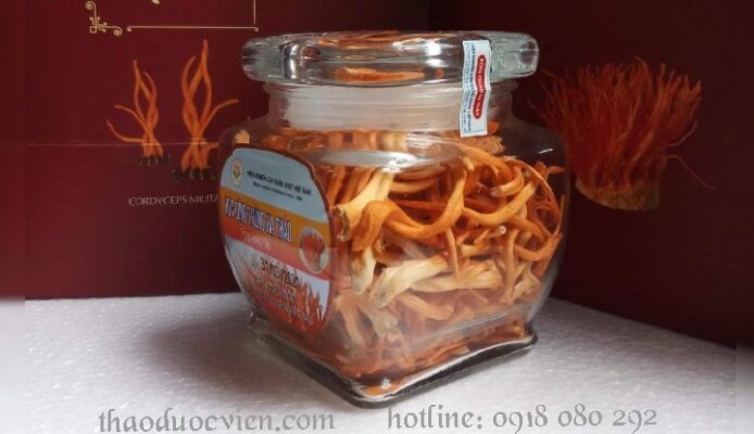 Đông trùng hạ thảo tươi 1 kg