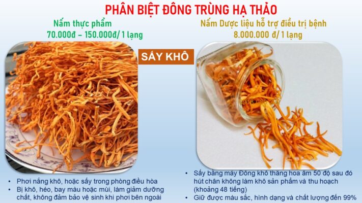 Phân biệt Đông trùng hạ thảo Dược liệu và thực phẩm