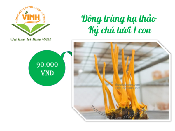 Đông Trùng Hạ Thảo