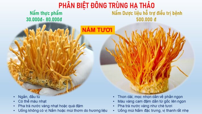 Phân biệt Đông trùng hạ thảo Dược liệu và thực phẩm